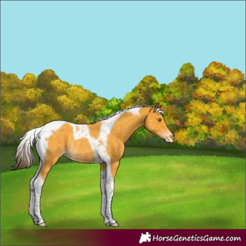 Horse Color:Buckskin Tobiano Snowflake VarnishRabicano