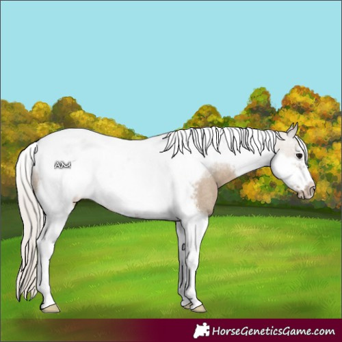 Horse Color:Silver Grullo Tobiano Frame Rabicano