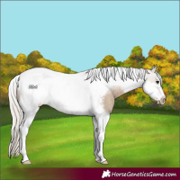 Horse Color:Silver Grullo Tobiano Frame Rabicano 