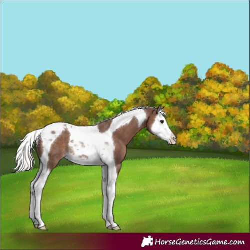 Horse Color:Silver Black Splash Tobiano Rabicano