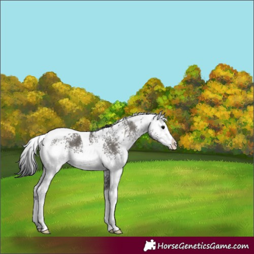 Horse Color:White Spotted Grullo Tobiano 