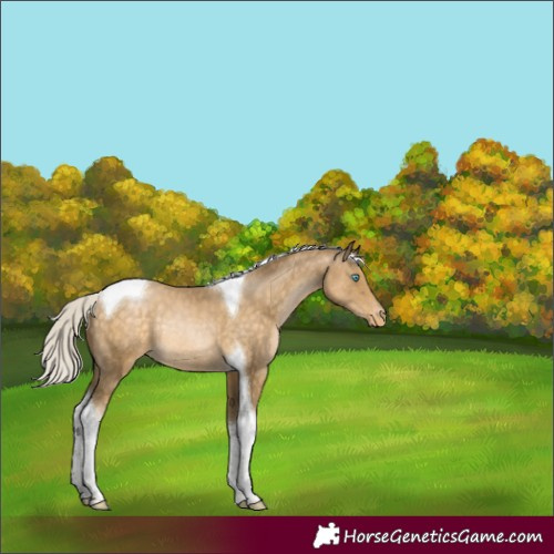 Horse Color:Silver Buckskin Pearl Tobiano Appaloosa Rabicano