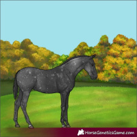 Horse Color:Black 