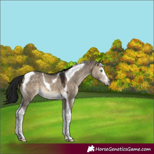 Horse Color:Gray Brown Dun Mushroom Splash Tobiano Appaloosa 