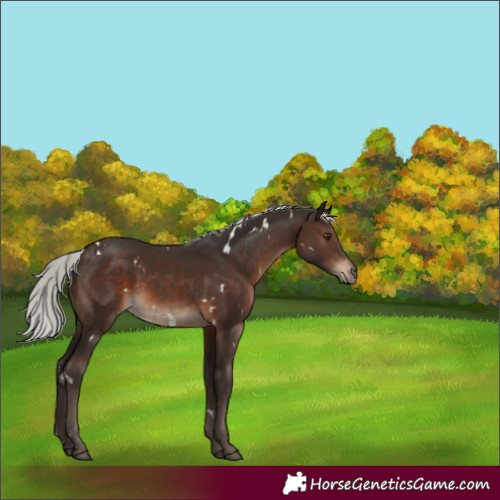 Horse Color:White Spotted Silver Brown 