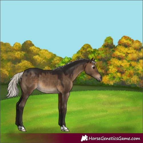 Horse Color:Gray Silver Brown Dun Rabicano 