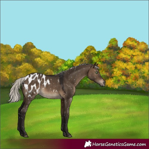 Horse Color:Gray Silver Brown Dun Mushroom Appaloosa Rabicano 