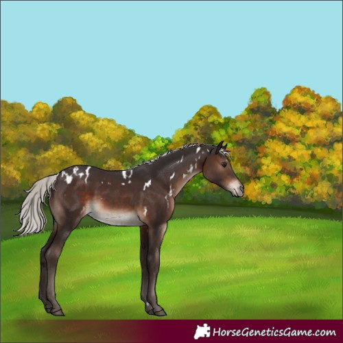 Horse Color:White Spotted Silver Brown Mushroom Rabicano 