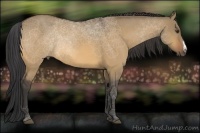 Horse Color:Buckskin Dun 
