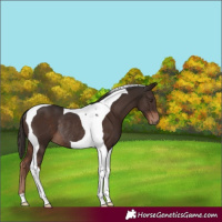 Horse Color:Liver Chestnut Tobiano Rabicano 