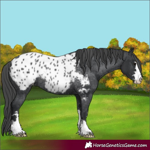 Horse Color:Black Appaloosa Rabicano 