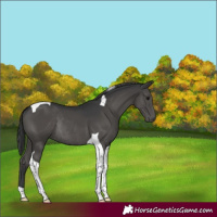 Horse Color:Black Tobiano Rabicano 