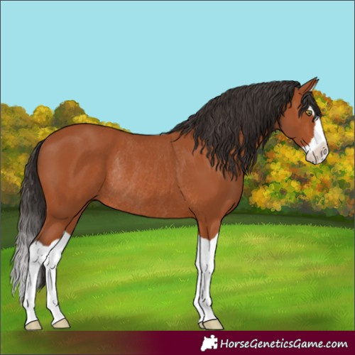 Horse Color:Bay Splash Rabicano 