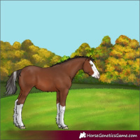 Horse Color:Brown Splash 