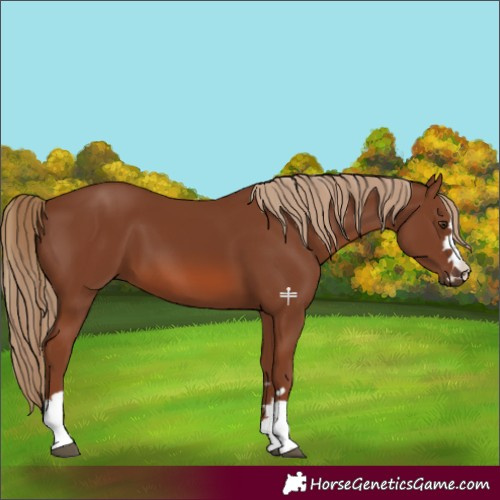 Horse Color:Chestnut 