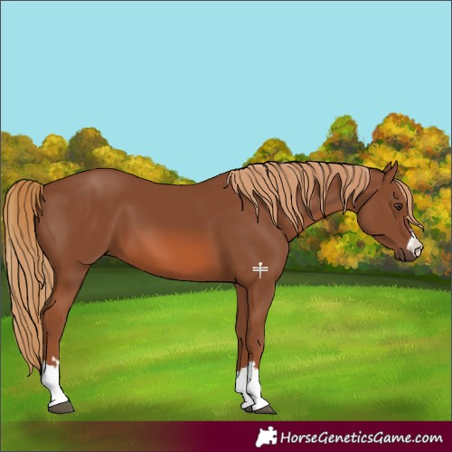 Horse Color:Chestnut 