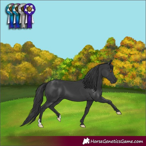 Horse Color:Black 