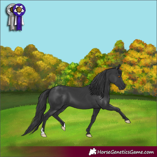 Horse Color:Black 