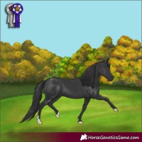 Horse Color:Black 
