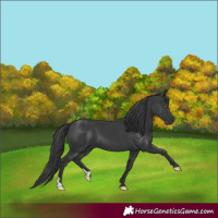 Horse Color:Black 