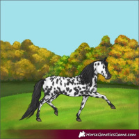 Horse Color:Black Appaloosa