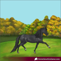 Horse Color:Black Appaloosa 