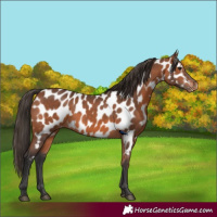 Horse Color:Bay Appaloosa