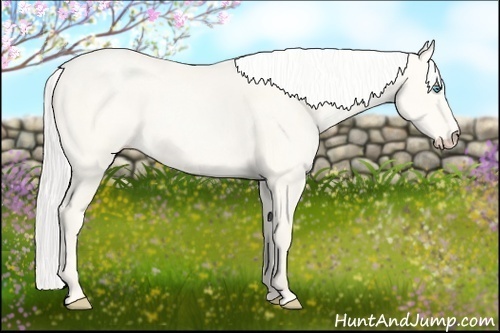 Horse Color:Silver Perlino Dun 