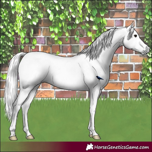 Horse Color:Gray Blue Roan  and Gray Black Appaloosa 