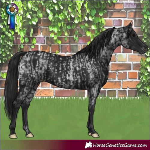 Horse Color:Gray Blue Roan  and Gray Black Varnish 