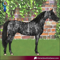 Horse Color:Gray Blue Roan and Gray Black Appaloosa