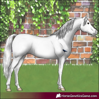 Horse Color:Gray Blue Roan  and Gray Black Appaloosa 