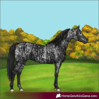 Horse Color:Gray Blue Roan  and Gray Black Appaloosa 