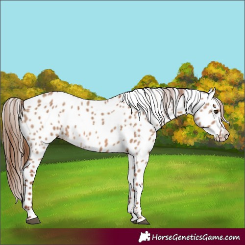 Horse Color:Red Dun Appaloosa 