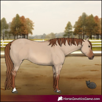 Horse Color:Red Dun 