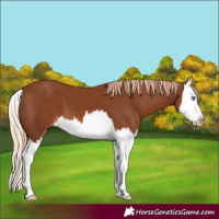 Horse Color:Chestnut Splash 