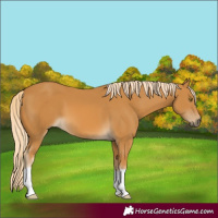 Horse Color:Palomino 