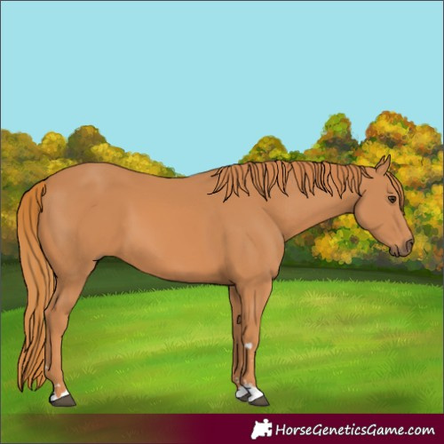 Horse Color:Chestnut 