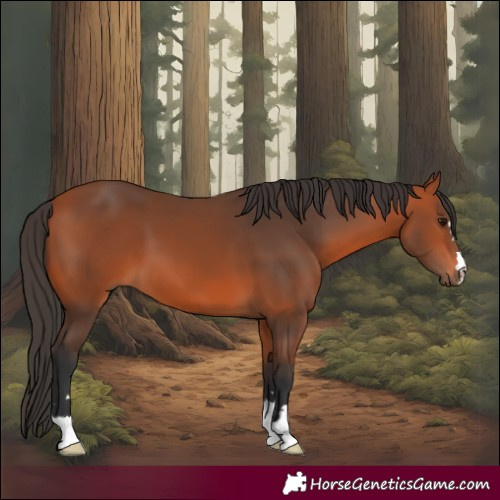 Horse Color:Bay 