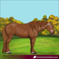 Horse Color:Gray Chestnut 