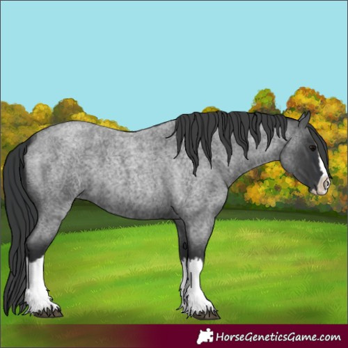 Horse Color:Blue Roan Splash 
