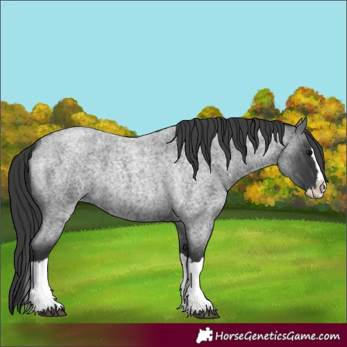 Horse Color:Blue Roan Splash 