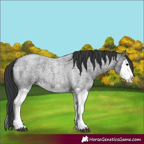 Horse Color:Blue Roan Splash