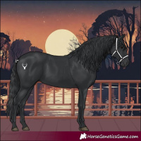 Horse Color:Black 