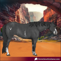 Horse Color:Black Sabino Rabicano 