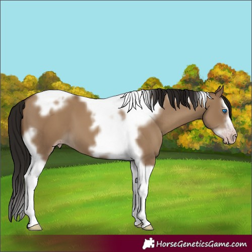 Horse Color:Gray Classic Champagne Dun Splash Tobiano Frame