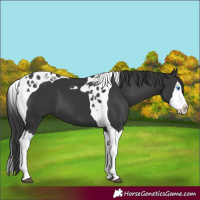 Horse Color:Black Splash Tobiano 