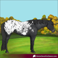 Horse Color:Black Appaloosa