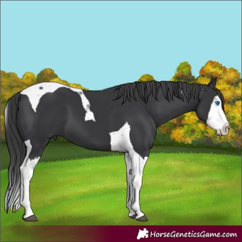 Horse Color:Black Splash Tobiano
