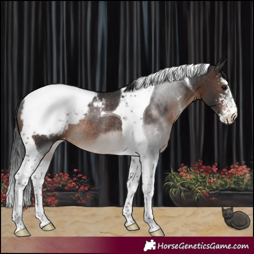 Horse Color:Brown Sabino Tobiano Snowcap Rabicano